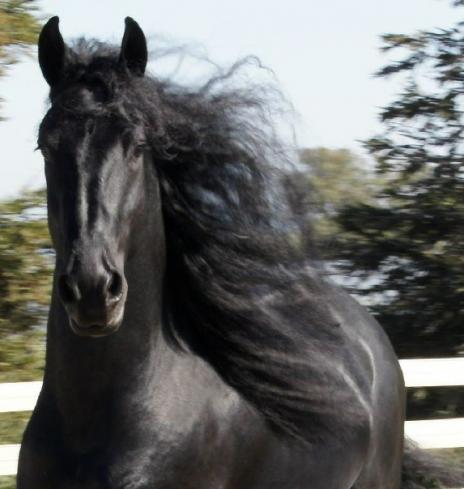 View Friesian horse purchasing details for Marten BSF