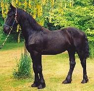 View Friesian horse purchasing details for Marten