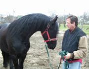 View Friesian horse purchasing details for The Maverick