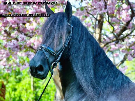 View Friesian horse purchasing details for HUNTER