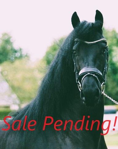 View Friesian horse purchasing details for MINKA