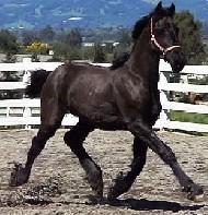 View Friesian horse purchasing details for Mr. Mistofolees