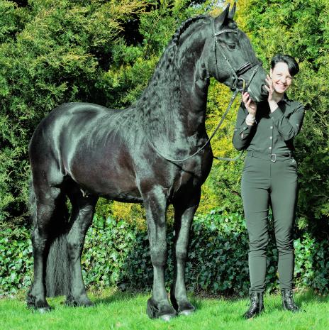 View Friesian horse purchasing details for DOMENICO