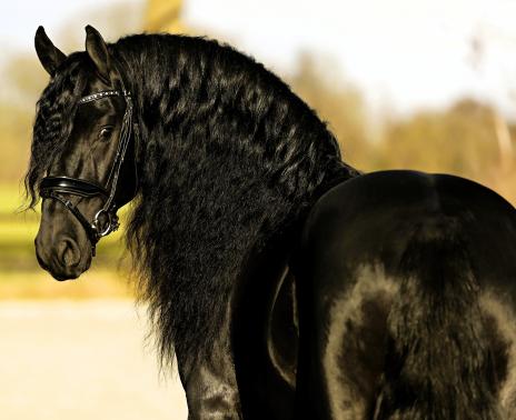 View Friesian horse purchasing details for NAVARRE