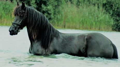 View Friesian horse purchasing details for Nicolette