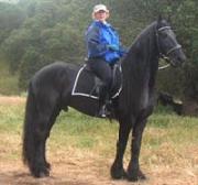 View Friesian horse purchasing details for Nino