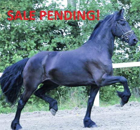 View Friesian horse purchasing details for JO