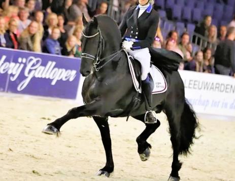 View Friesian horse purchasing details for ONYX STER SPORT ELITE