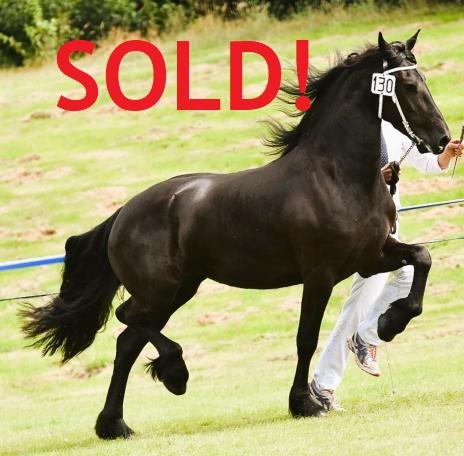 View Friesian horse purchasing details for PAISLEY STER CROWN