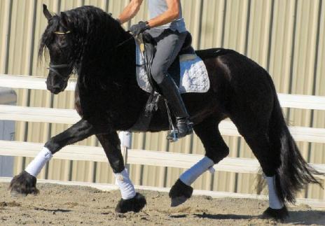 View Friesian horse purchasing details for PARIS H. STER