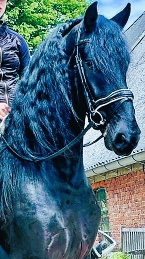 View Friesian horse purchasing details for BAILEY