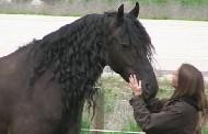 View Friesian horse purchasing details for Petra