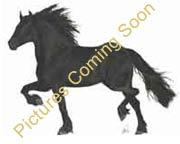 View Friesian horse purchasing details for Tunnes