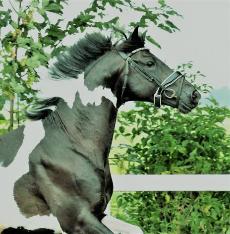 View Friesian horse purchasing details for ROMEO XX 28