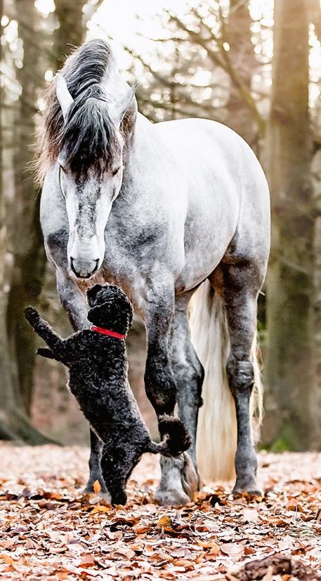 View Friesian horse purchasing details for PITER