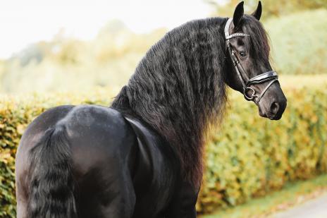Horse Photo