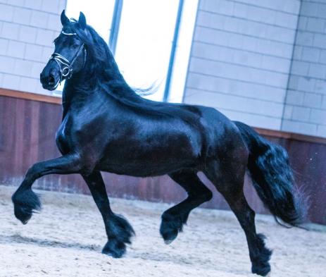 View Friesian horse purchasing details for JORDYN STER