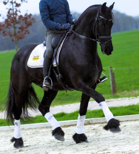 View Friesian horse purchasing details for Quintessa STER A