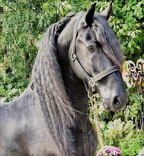 View Friesian horse purchasing details for RADETSKY