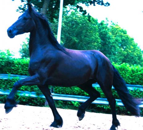 View Friesian horse purchasing details for REBEKKA