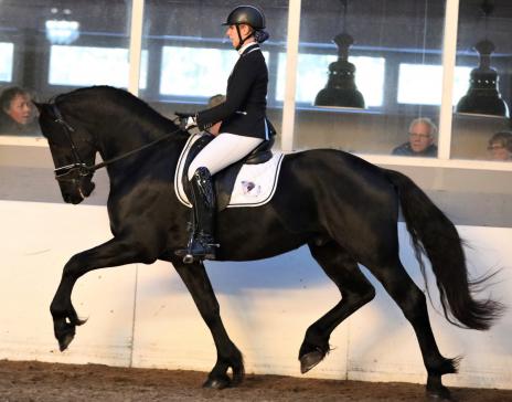 View Friesian horse purchasing details for REMY