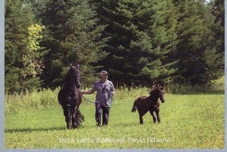 View Friesian horse purchasing details for Rio Bella