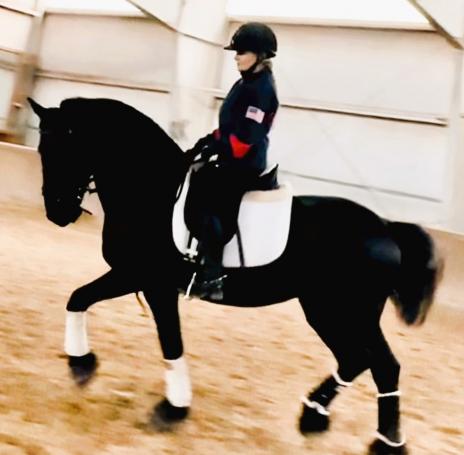 View Friesian horse purchasing details for RONAN STER SPORT