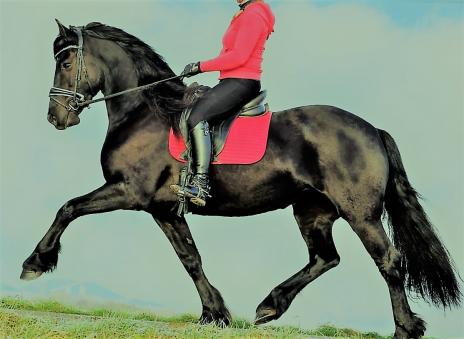 View Friesian horse purchasing details for ROWAN