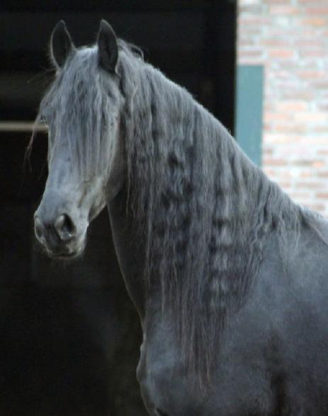 View Friesian horse purchasing details for Sake BSF