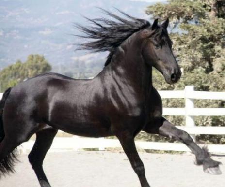 View Friesian horse purchasing details for Samson