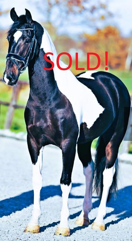 View Friesian horse purchasing details for SANTOS