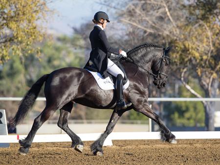 View Friesian horse purchasing details for TALING BSF