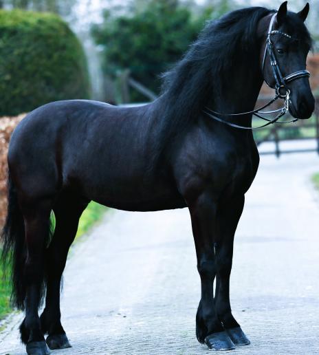 View Friesian horse purchasing details for SEYMOUR STER SPORT