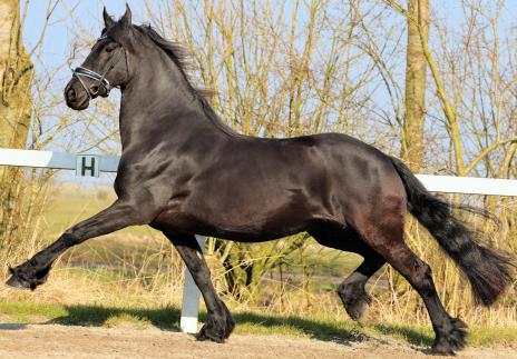 View Friesian horse purchasing details for SHADAE