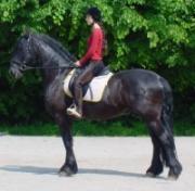 View Friesian horse purchasing details for Siep