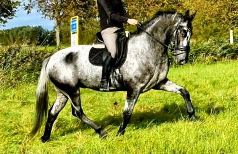 View Friesian horse purchasing details for SILVER LINING