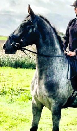 View Friesian horse purchasing details for SILVER KNIGHT