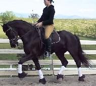 View Friesian horse purchasing details for SIR GALAHAD