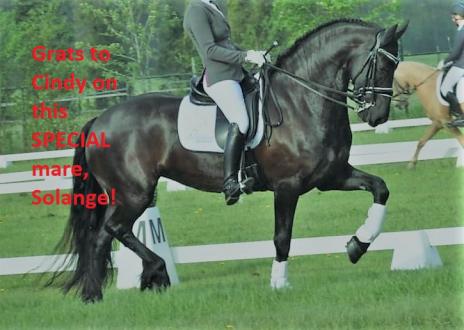View Friesian horse purchasing details for Solange SPORT 