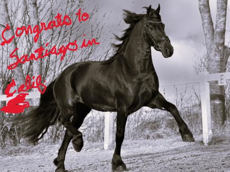 View Friesian horse purchasing details for FLEUR