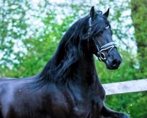 View Friesian horse purchasing details for SOREN