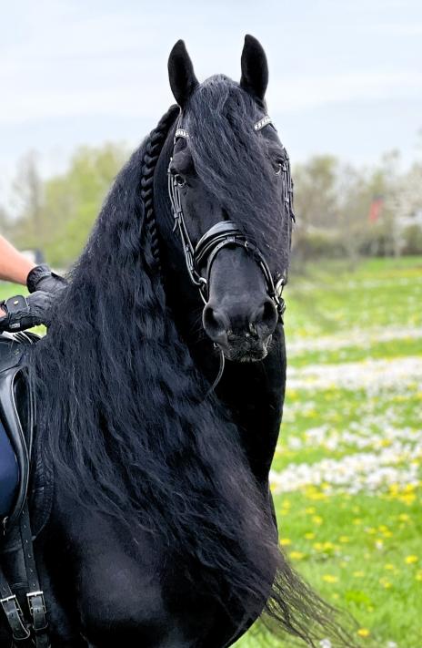 View Friesian horse purchasing details for Finn STER SPORT