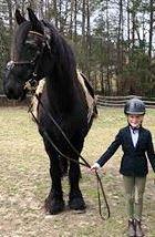 View Friesian horse purchasing details for Swier Z