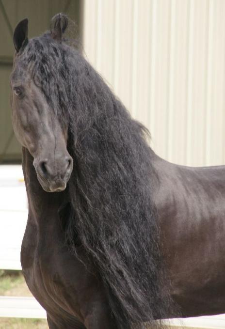 View Friesian horse purchasing details for TAHARI Sport