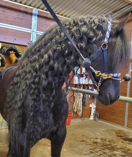 View Friesian horse purchasing details for TARA