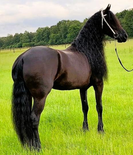 Horse Photo