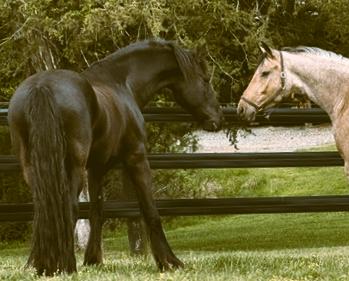 View Friesian horse purchasing details for Taron STER & SPORT