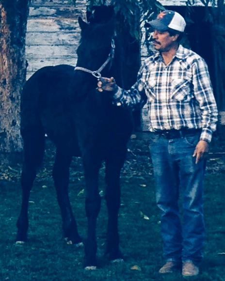 View Friesian horse purchasing details for TATIANA