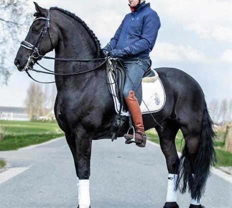 View Friesian horse purchasing details for TEADE STER & SPORT