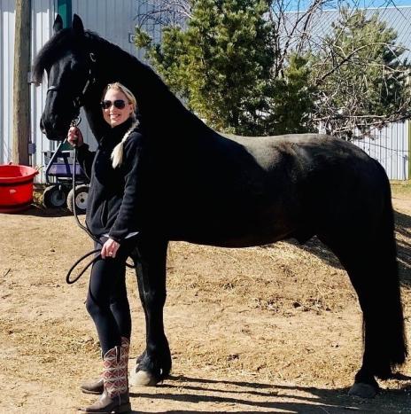 View Friesian horse purchasing details for TEDMAN
